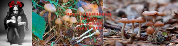 трава Богданович